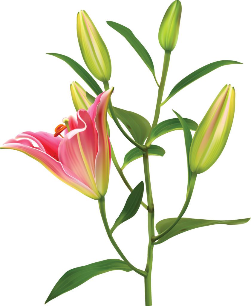 Lily flower isolated on white background Free Vector