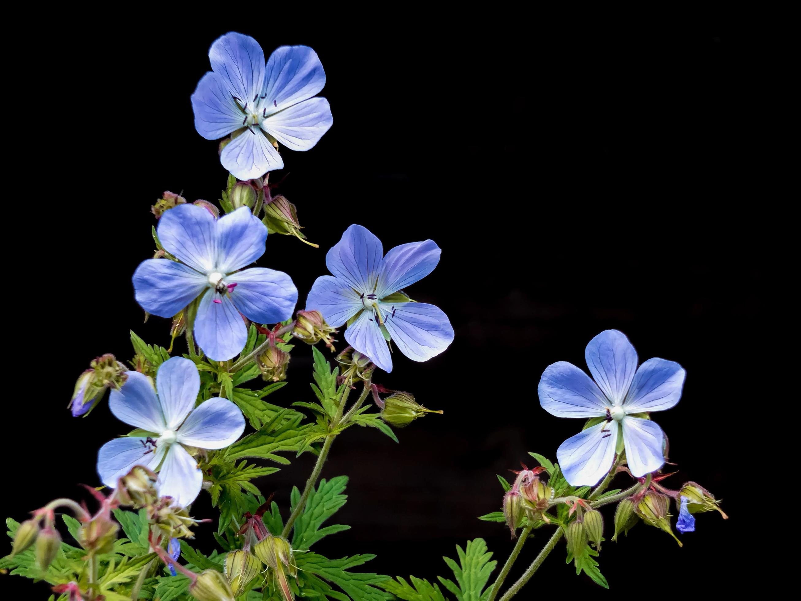 A cluster of Geranium pratense flowers Stock Free