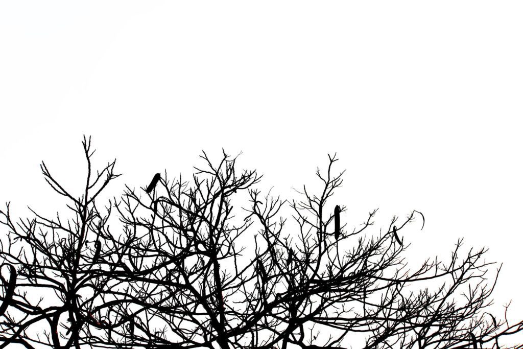 Silhouette Dry branches silhouette on isolated white background Stock Free