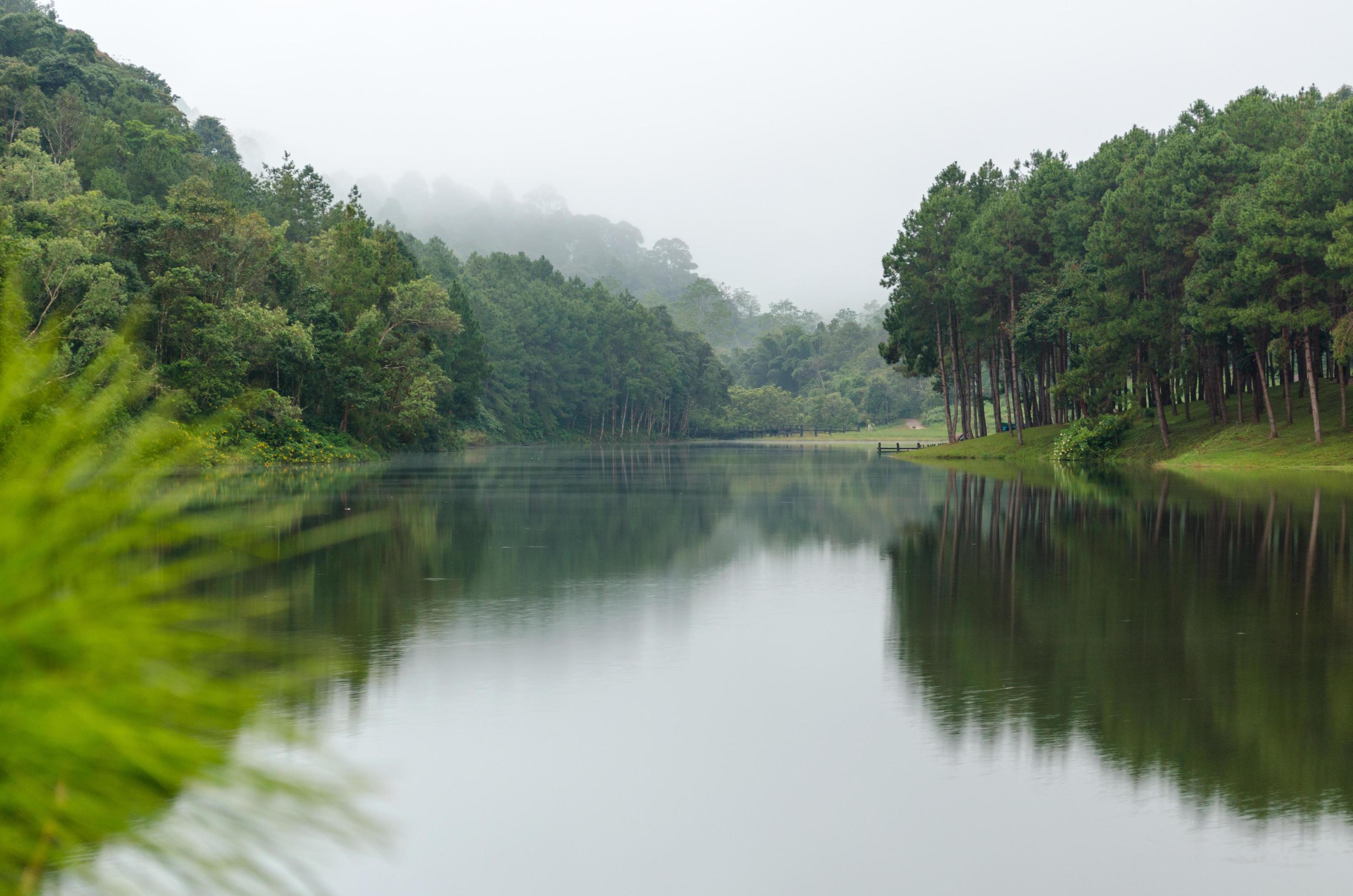 Nature landscape at dawn of lakes and pine forests Stock Free