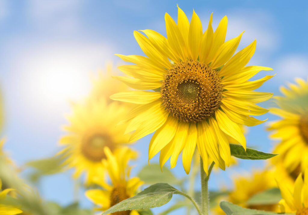 sunflower flower in with sunlight and blue sky Stock Free