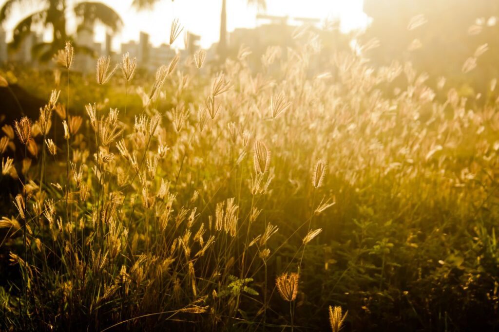 Farms Fields Plants Stock Free