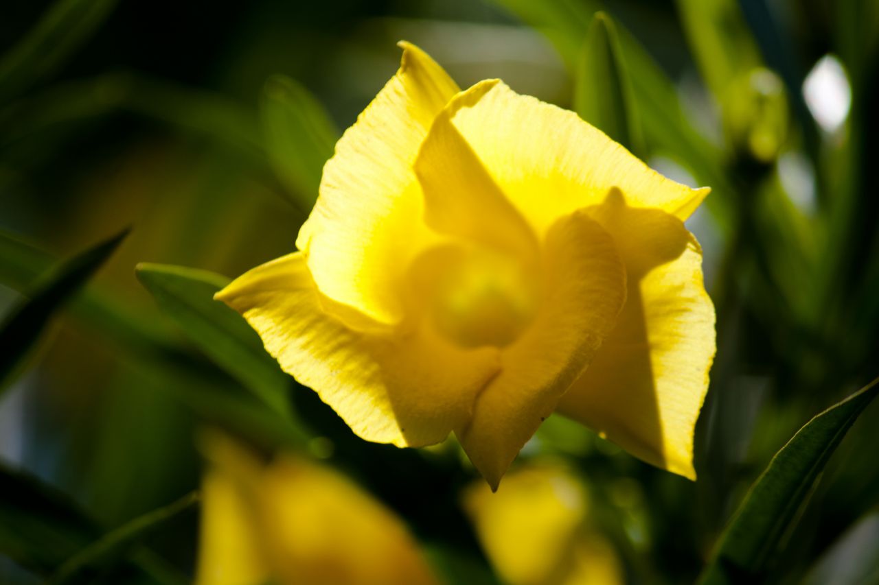 Yellow Flower Stock Free