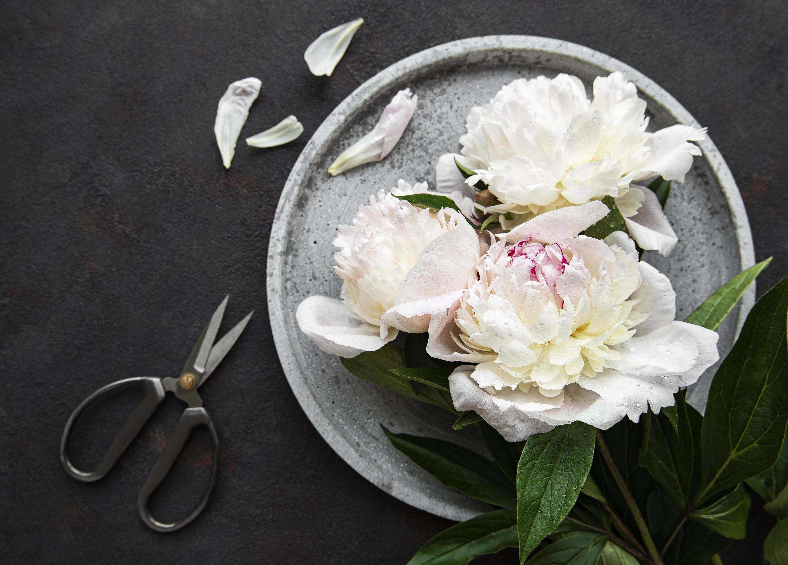 Peony flowers on a black concrete background Stock Free