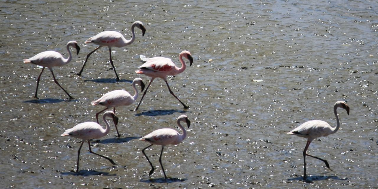 Flamingos Stock Free