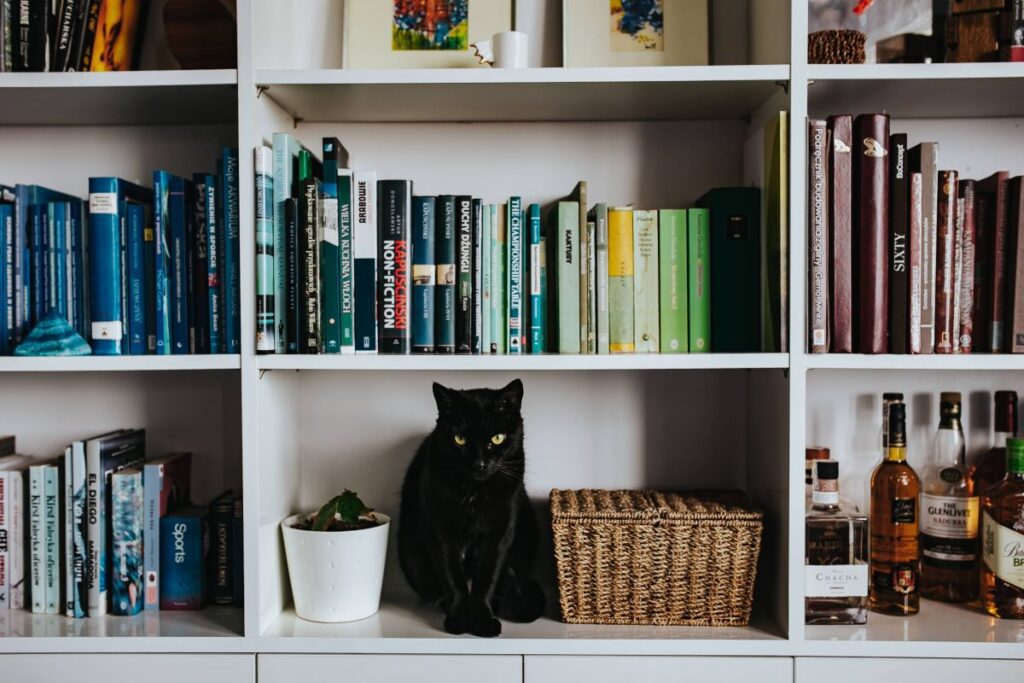 Black cat by a wicker basket on a white bookcase shelf Stock Free