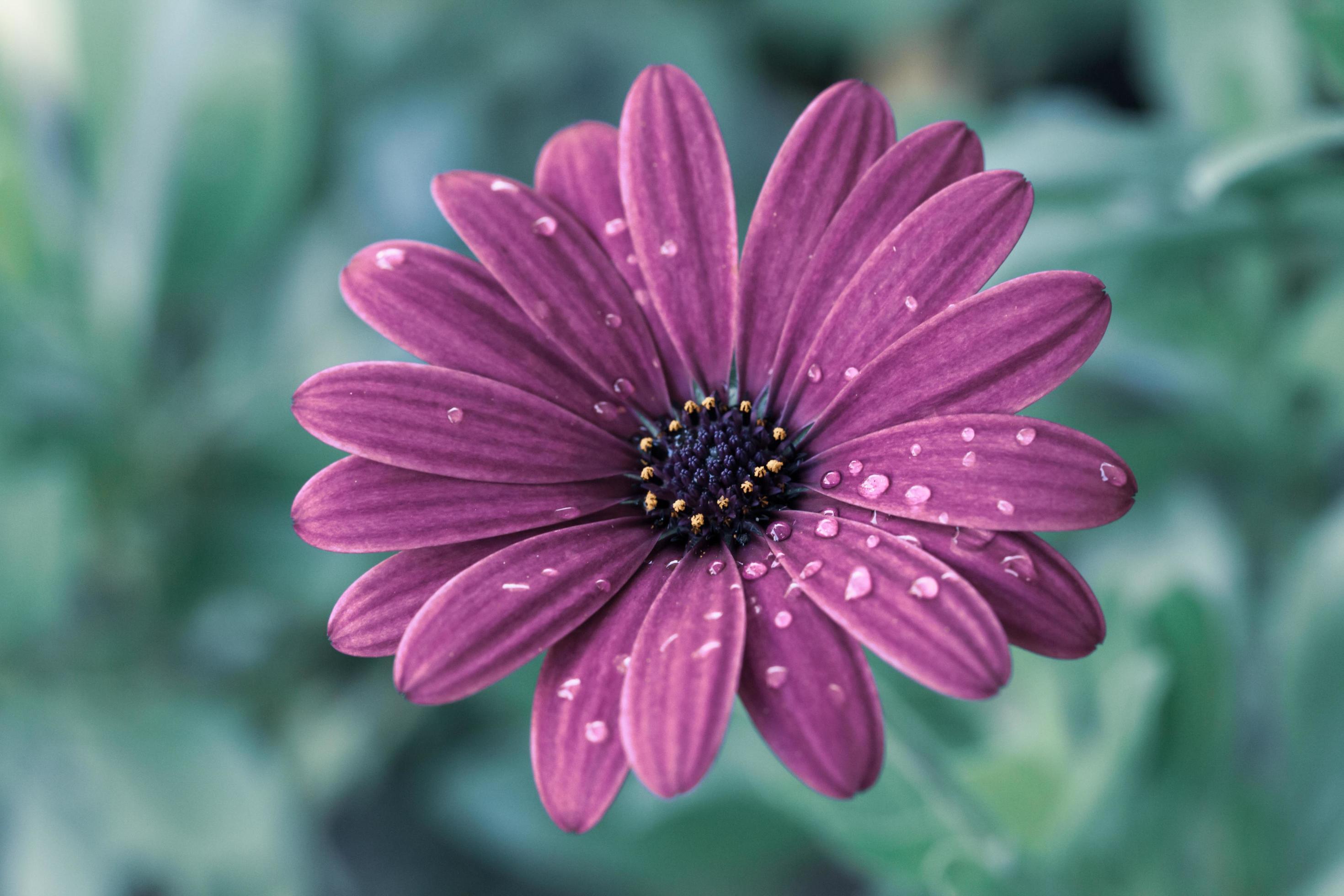 Close-up of purple daisy flower Stock Free