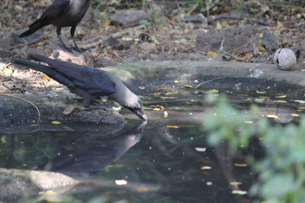 Crow Water Stock Free