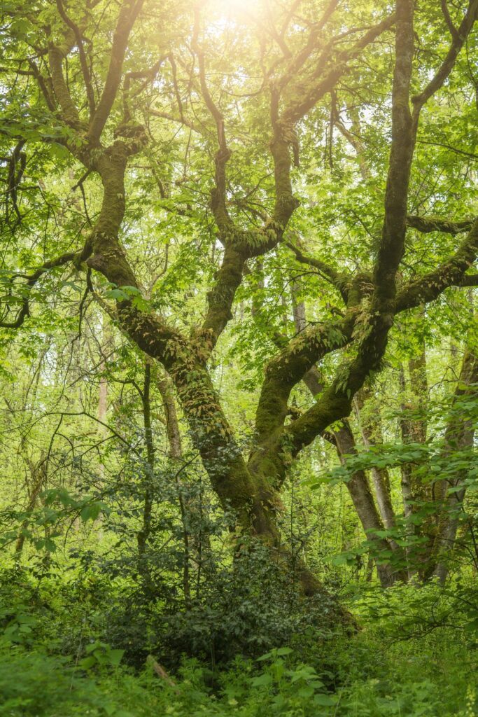 Moss-covered tree in a forest Stock Free