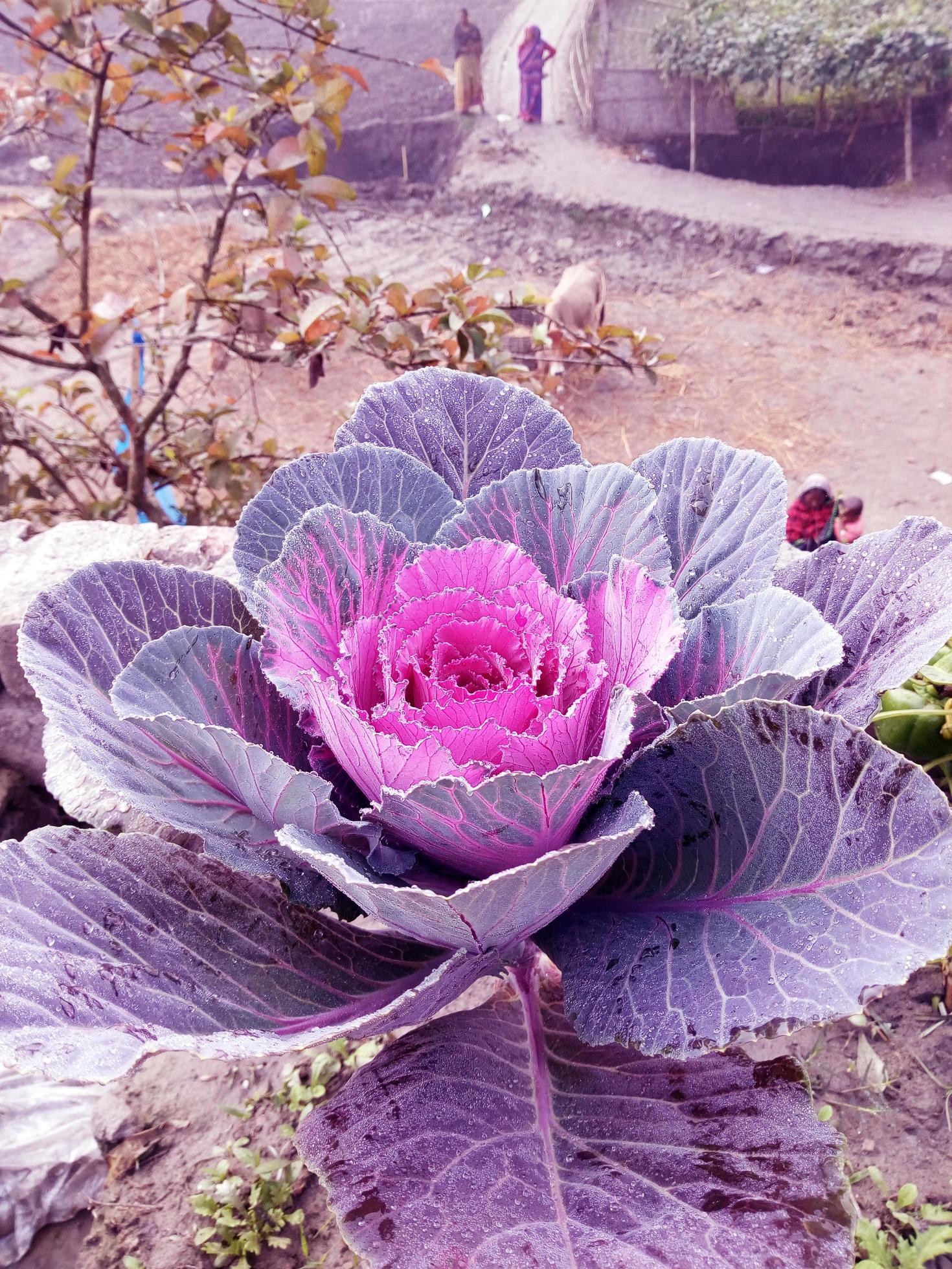 Cabbage Flower. Purple Cauliflower. Brassica Oleracea. Violet Cabbage vegetables vegetarian and vegan food. Stock Free