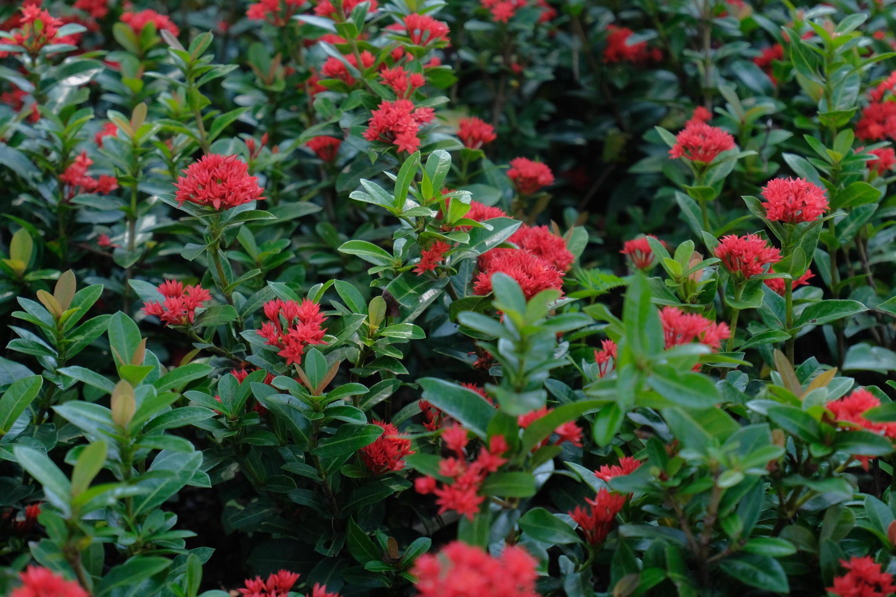 Saraca asoca or Ixora Flower – The ashoka is a rain-forest tree. Red asoka flowers bloom in the garden Stock Free