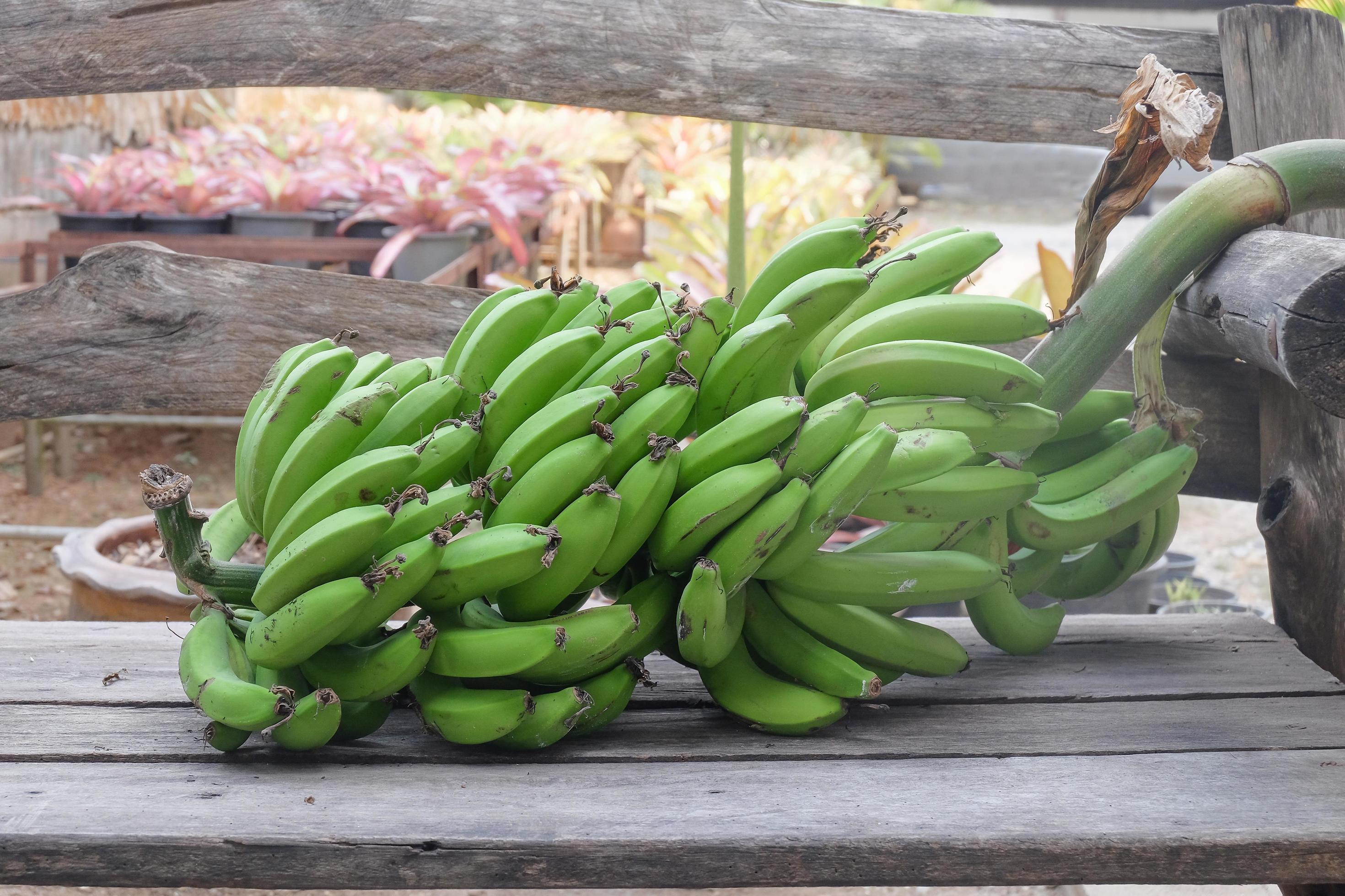 Green Raw banana ,organic raw food. Stock Free