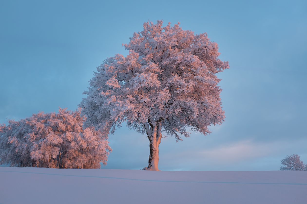 Frosted Trees Stock Free