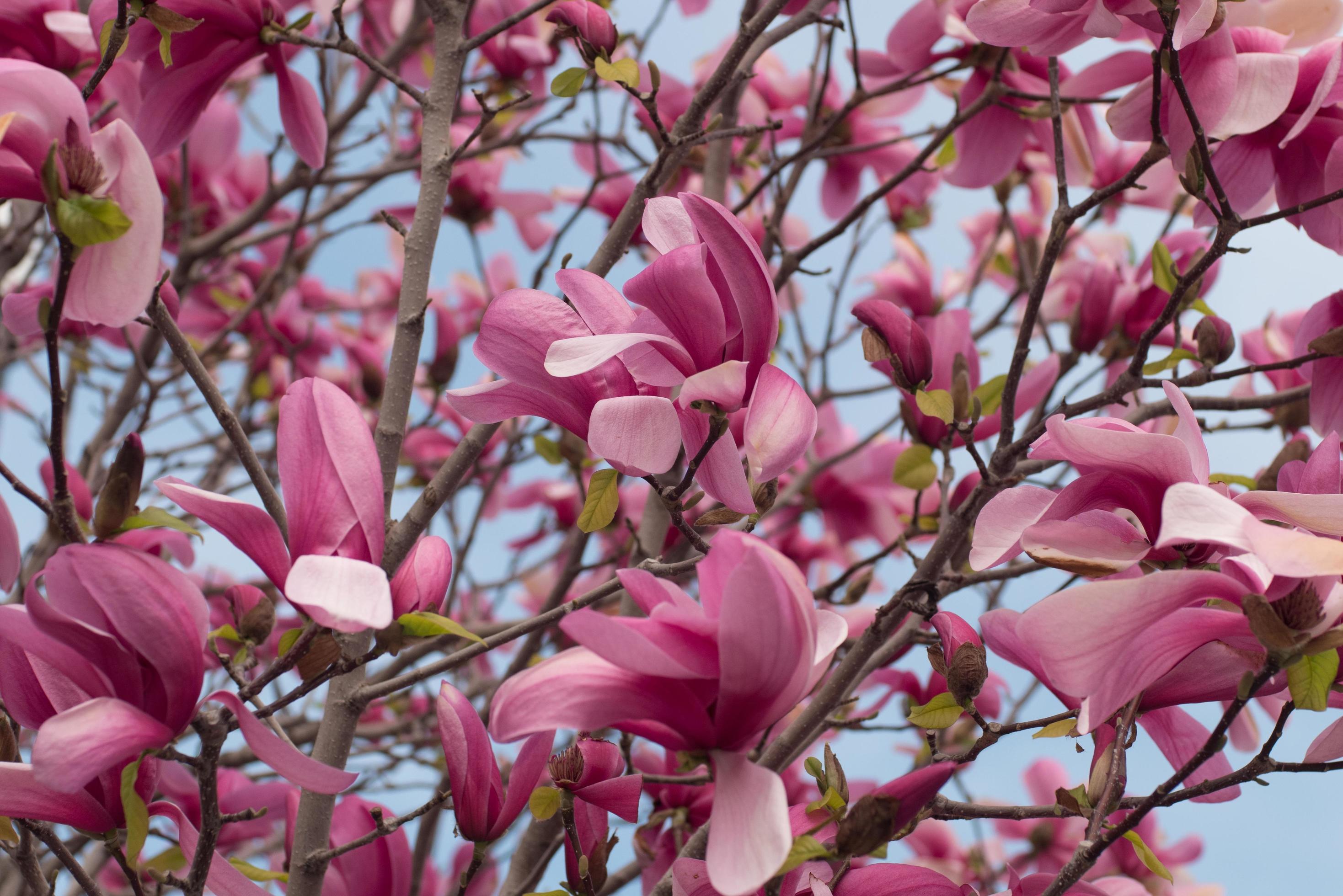 Close up of magnolia tree with pink flowers against sky Stock Free