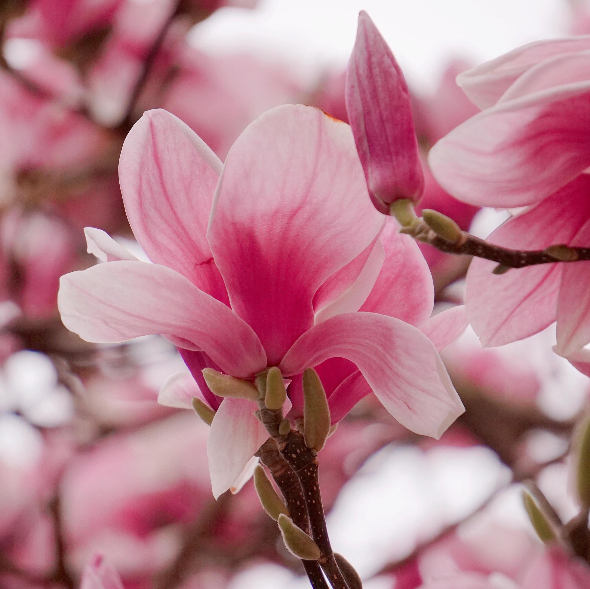 A pink flower plant in nature in the spring season Stock Free