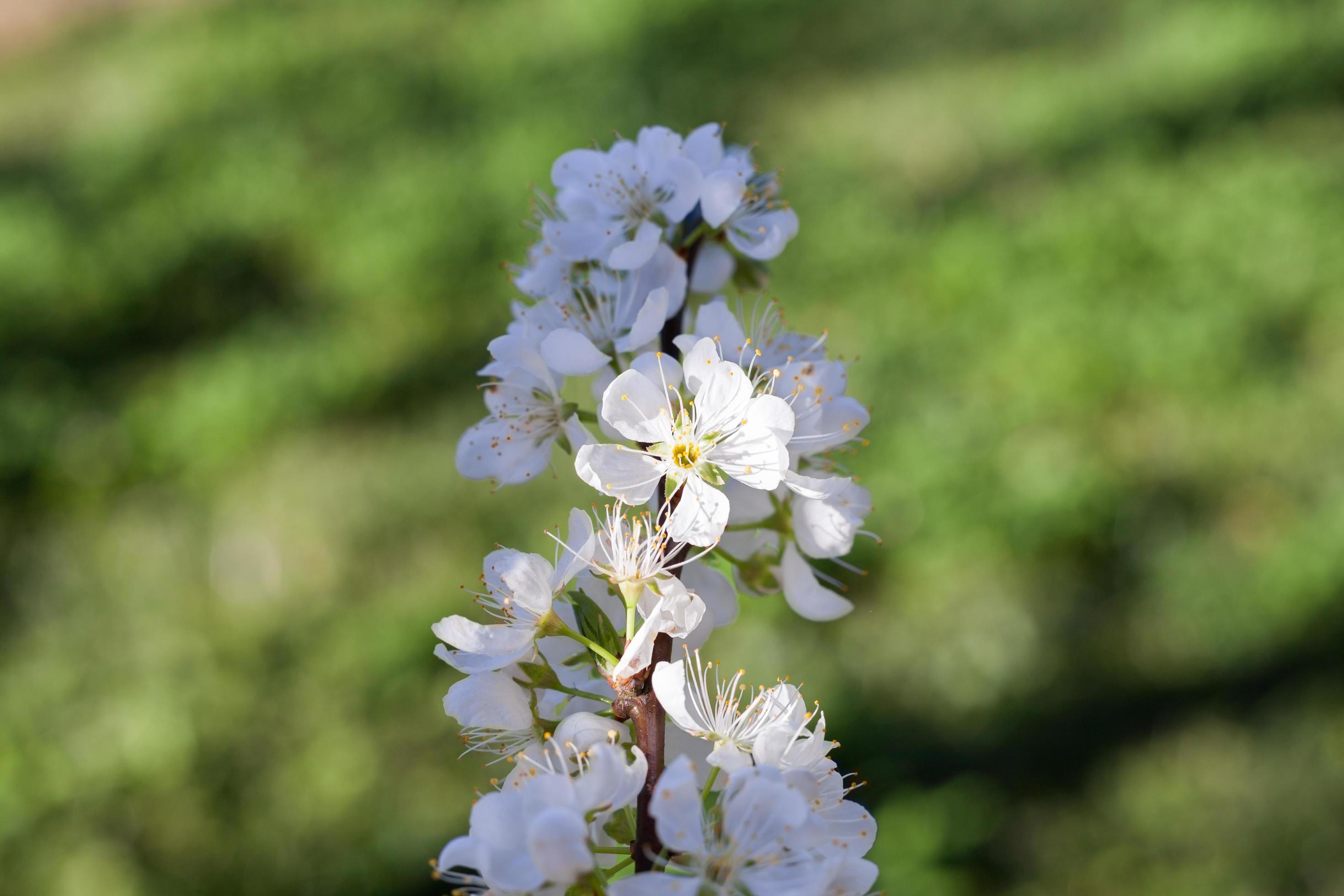 Close up white plum flower Stock Free