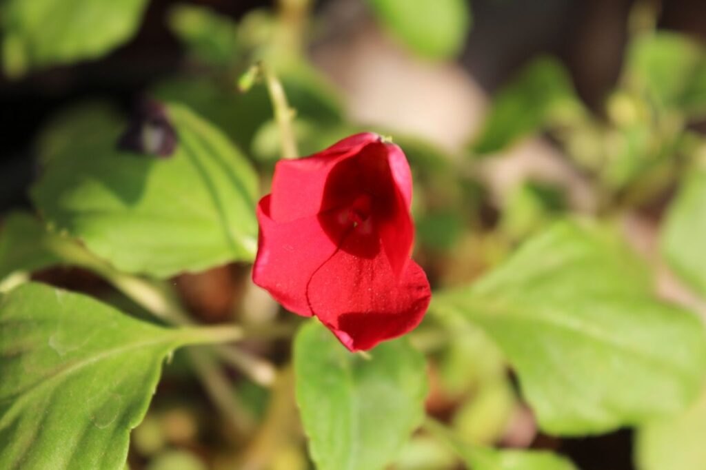 Small Red Flower Stock Free