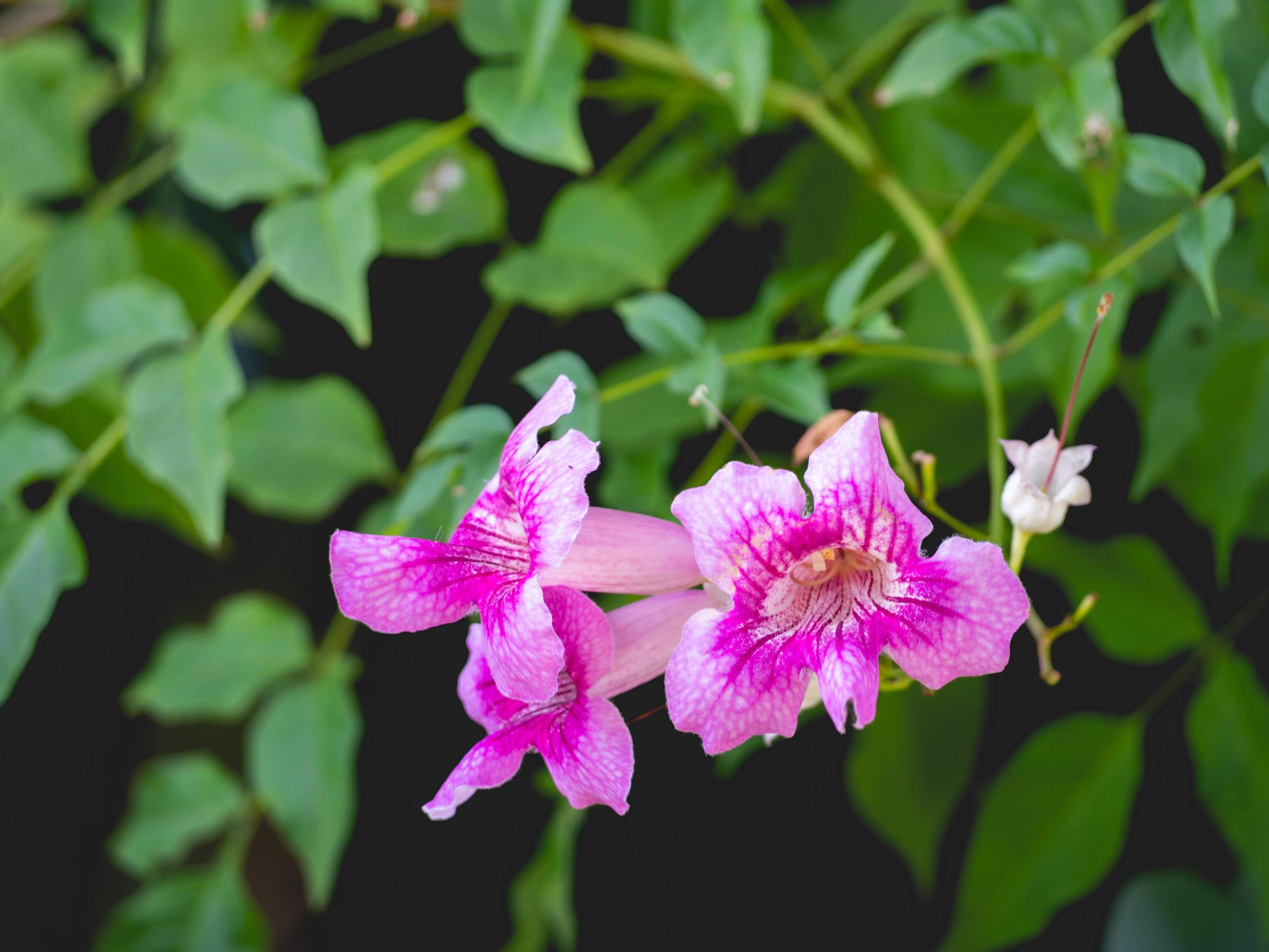 flower and nature Stock Free