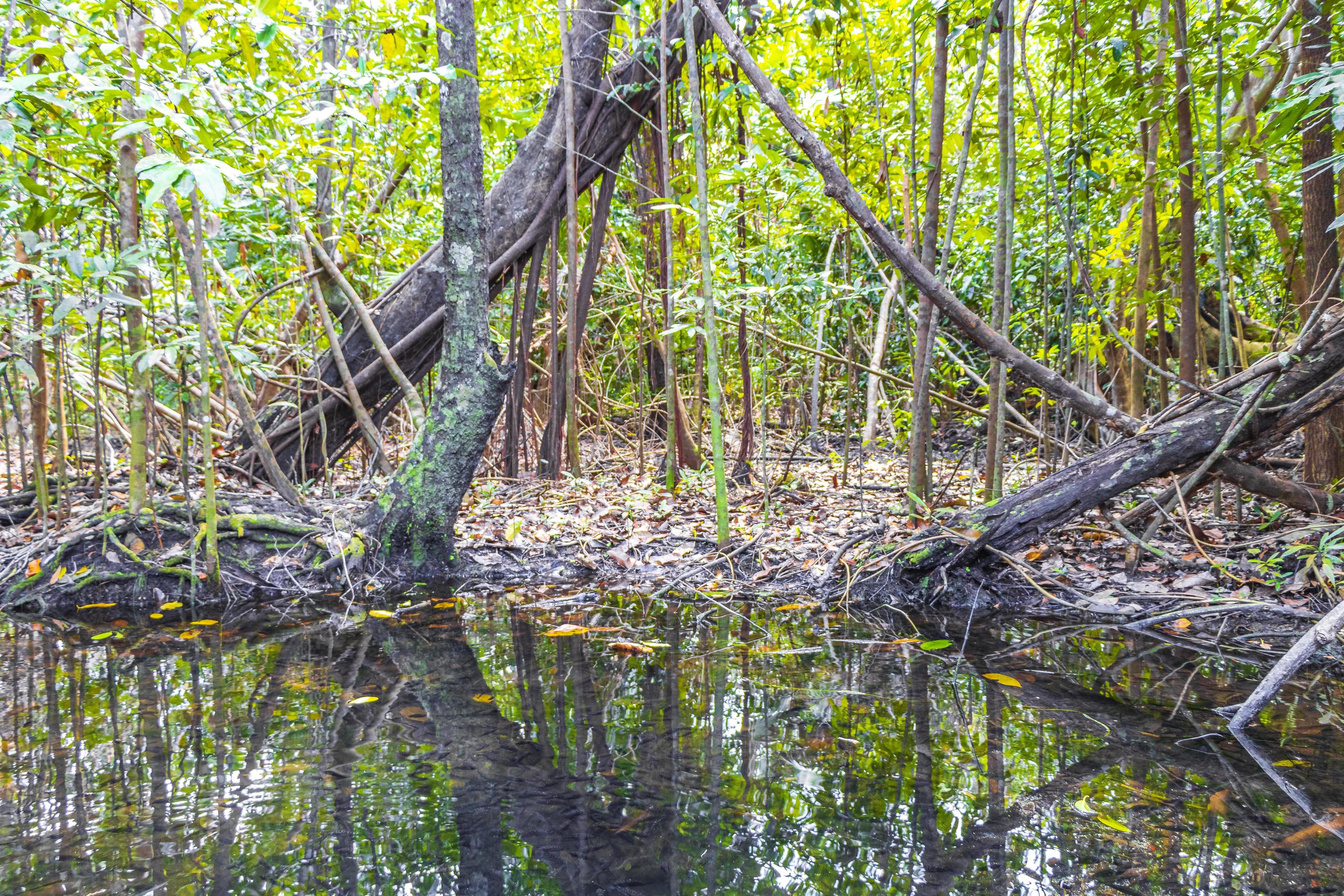 Tropical forest marine life in pond sump water nature Mexico. Stock Free