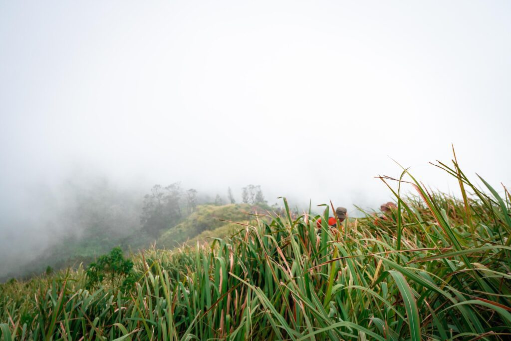 The way going to peak mountain, with Savana and foggy vibes. The photo is suitable to use for adventure content media, nature poster and forest background. Stock Free