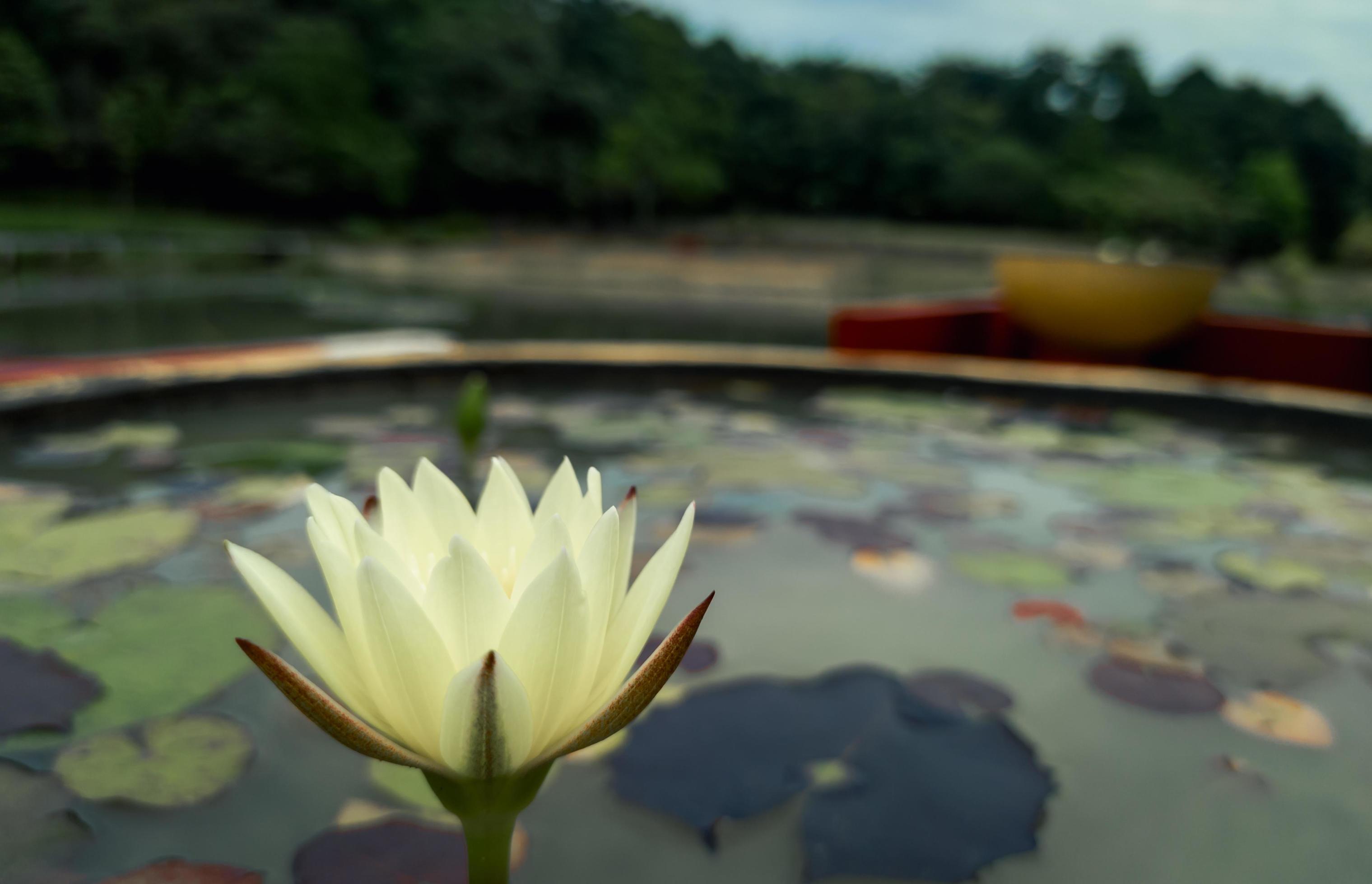 close up photo of beautiful lotus flower selective focus, lotus flower wallpaper, flower natural background Stock Free