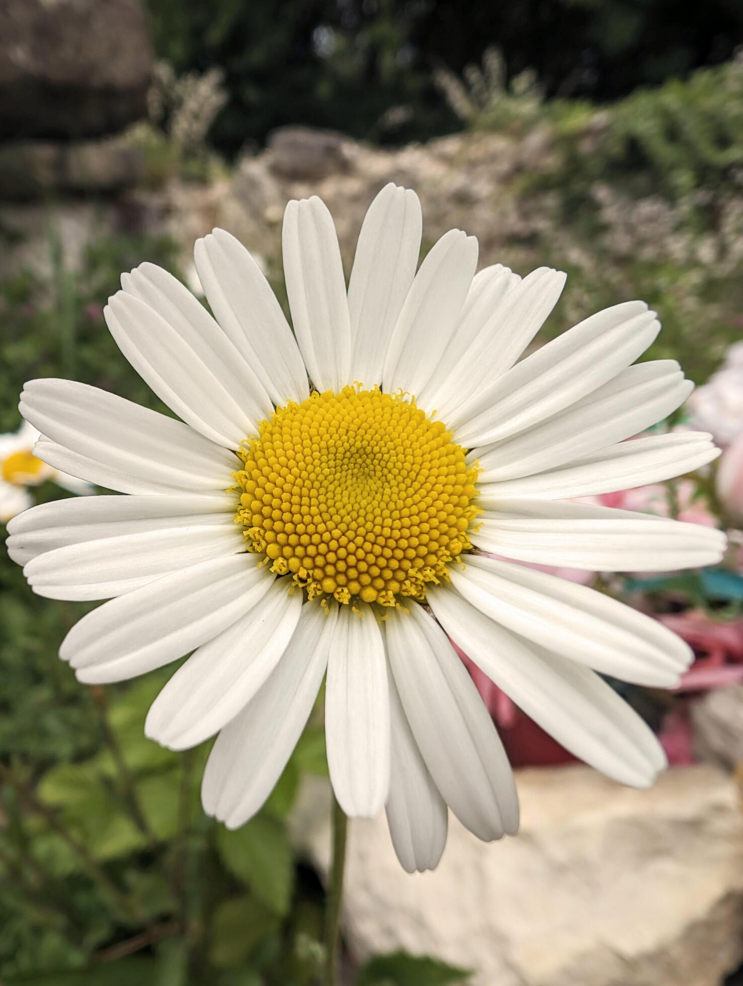 Beautiful white yellow Spring flowers background, seasonal wallpaper Stock Free