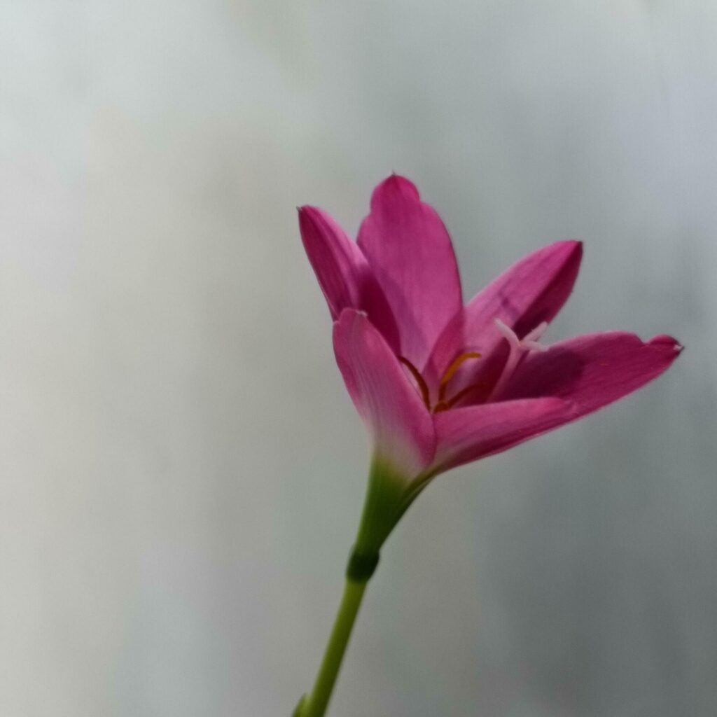 Beautiful pink flower in my garden Stock Free