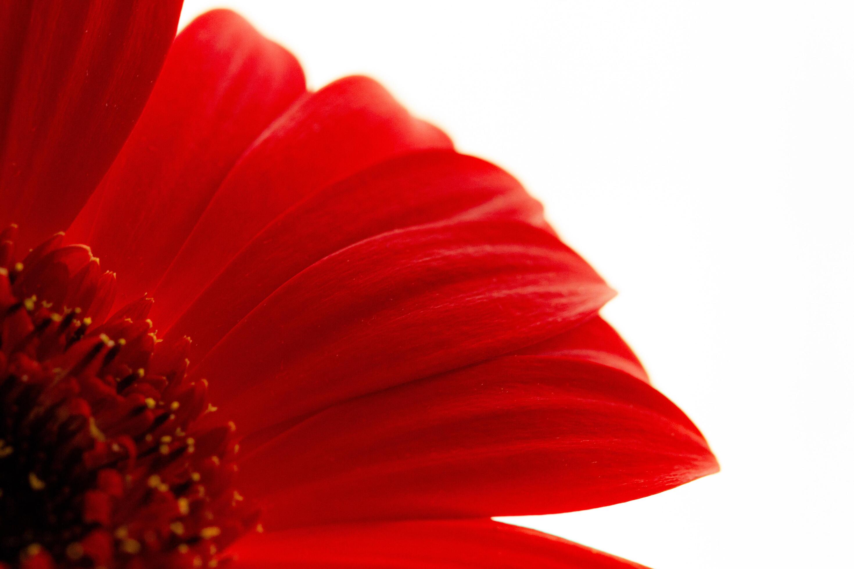 red gerbera , macro photo of red petals close up on a light background Stock Free