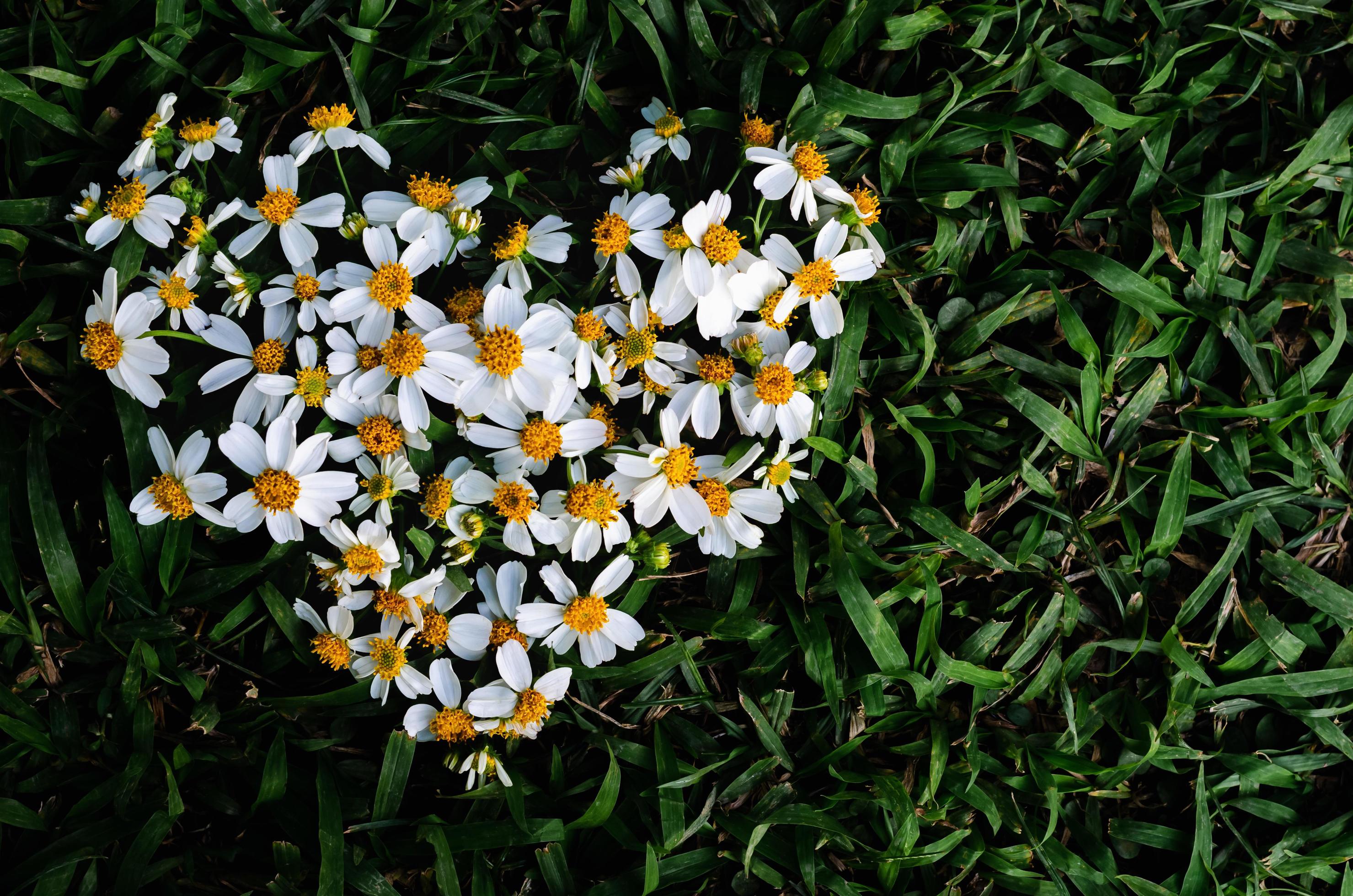 Spanish needles or Bidens alba flowers set as love shape on green grass background. Stock Free