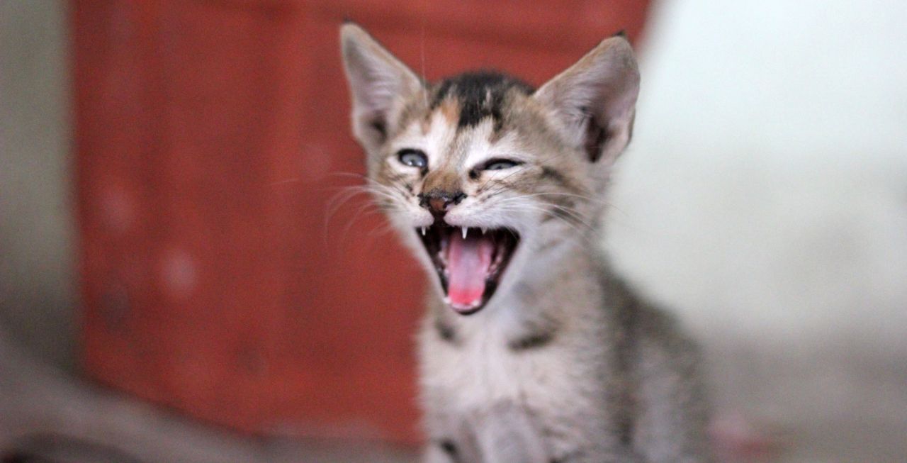 Kitten Mouth Open Angry Stock Free