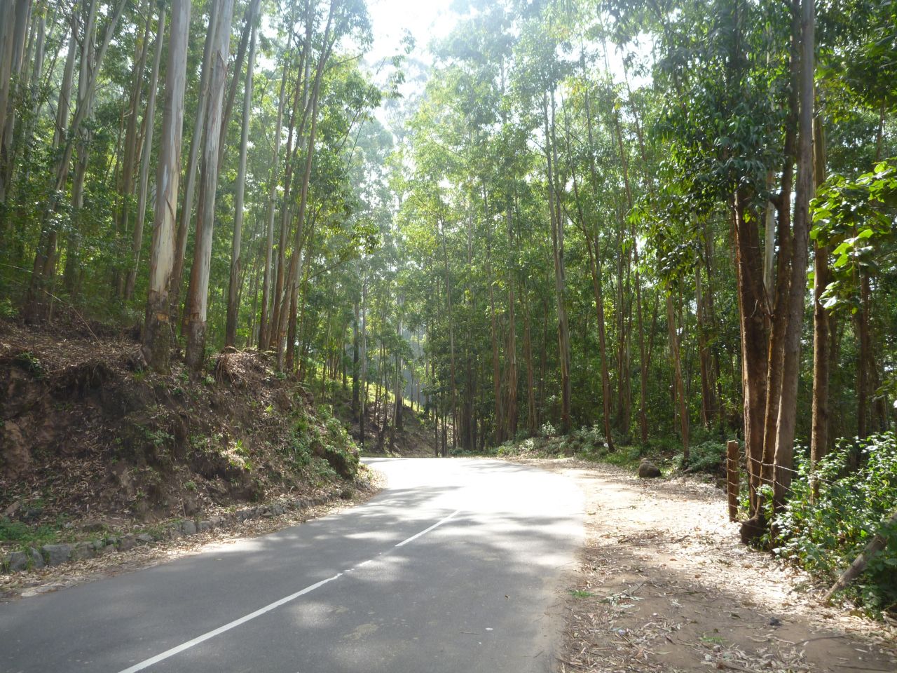 Beautiful Road Amid Trees Stock Free