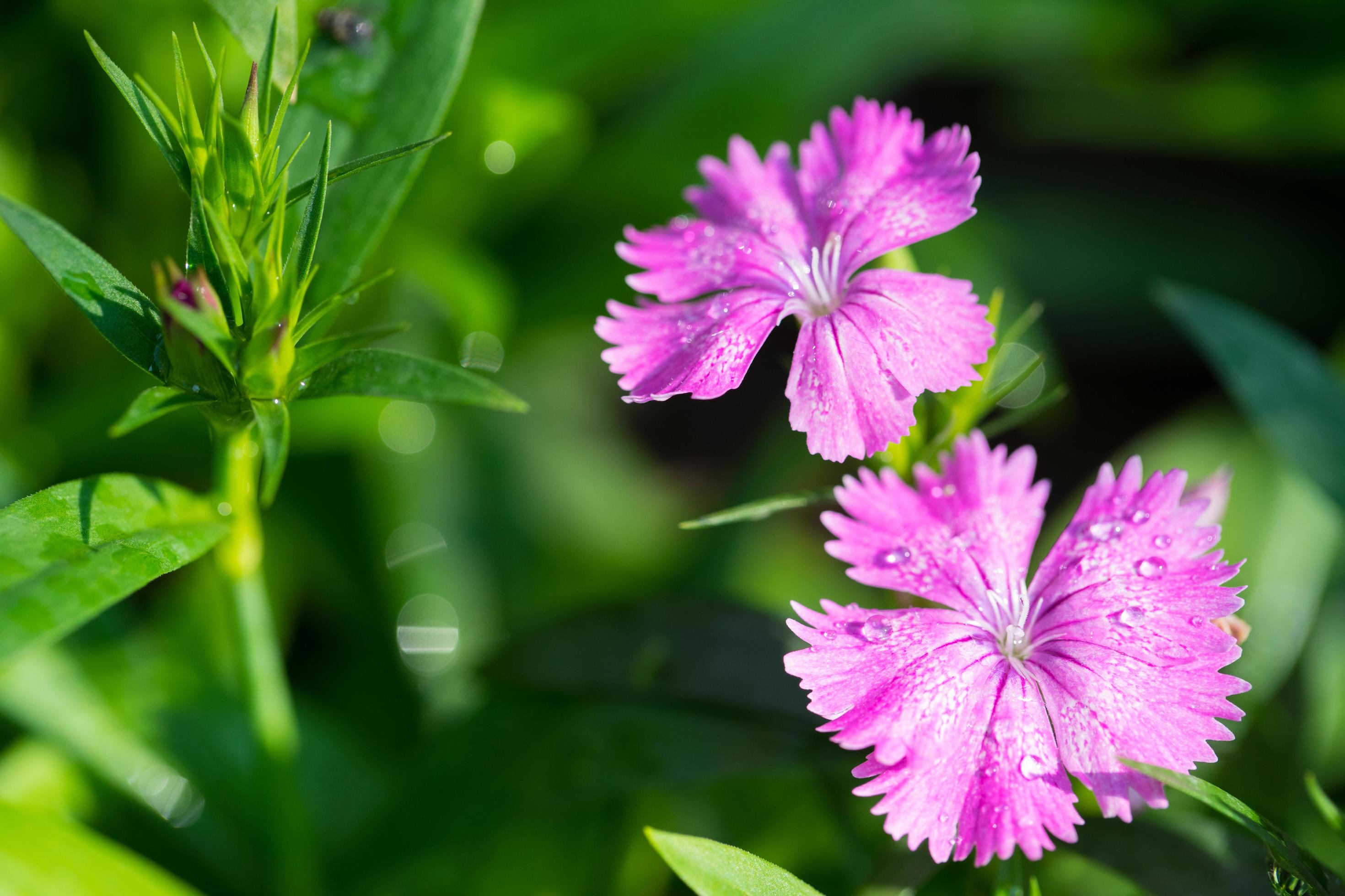 Close up macro beautiful pink flower Stock Free