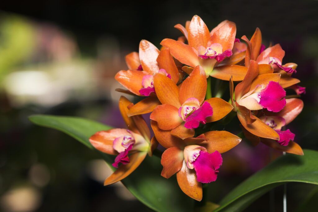 orange Dendrobium orchid flower Stock Free