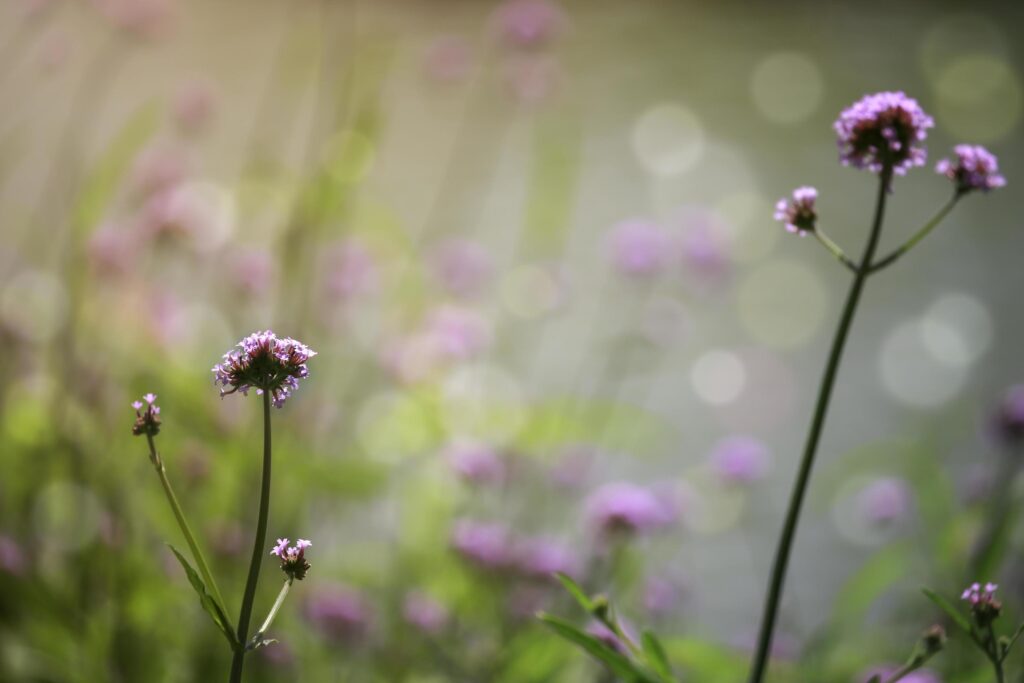 Verbena flower argentinian vervain or purpletop vervain beautiful purple flowers blooming in the meadow Stock Free