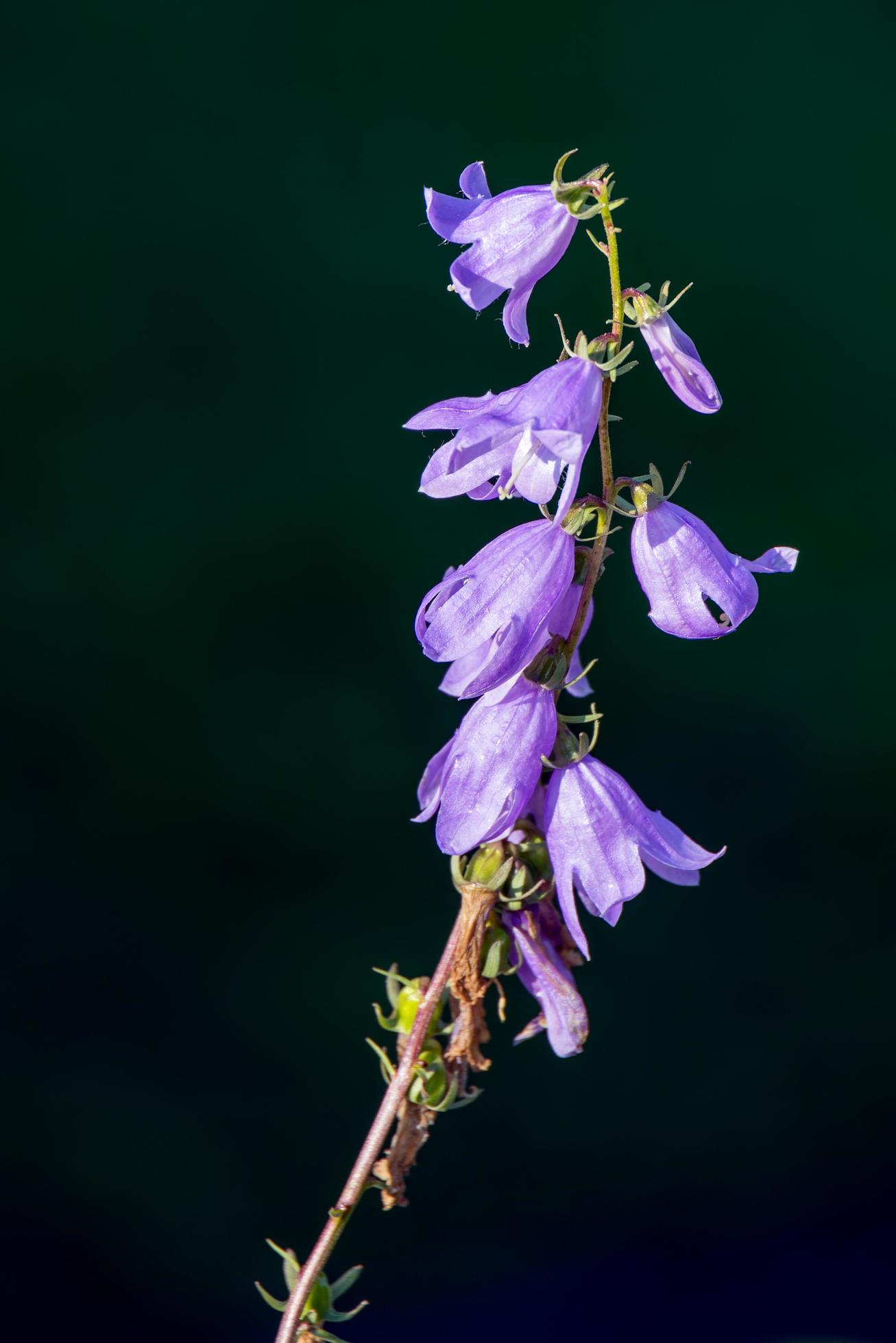 Sunlit Harebell flowering in a garden in Candide Italy Stock Free