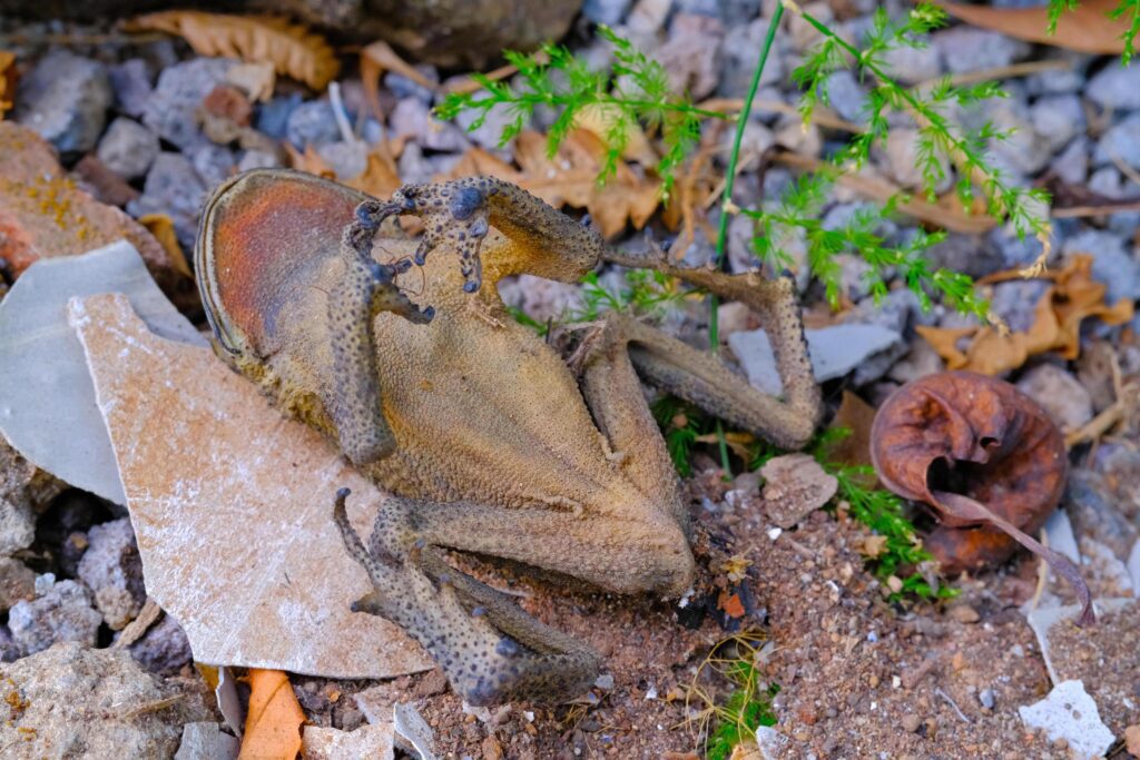 Macro Photography. Animal Close up. Macro shot of a dead frog camouflaged against the background, a dead and dried frog. Macro Photos of Exotic Animals Stock Free