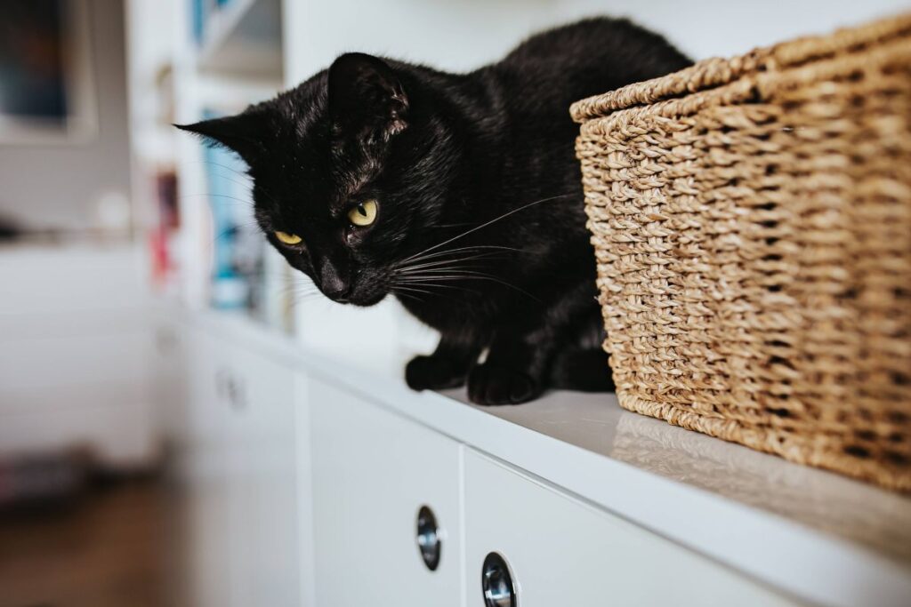 Black cat by a wicker basket on a white bookcase shelf Stock Free