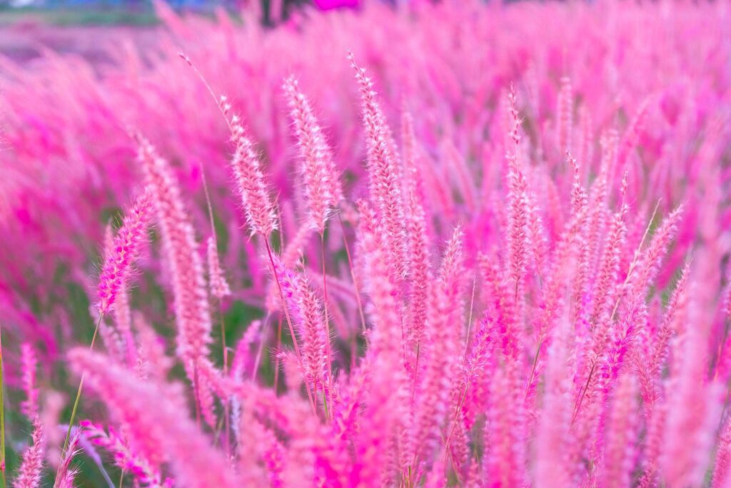 Pink flower blossom on field.selective focus, Beautiful growing and flowers on meadow blooming in sunset background Stock Free