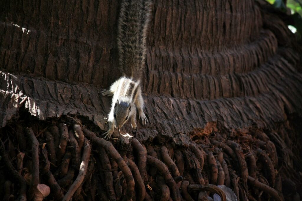 Squirrel Closeup Stock Free