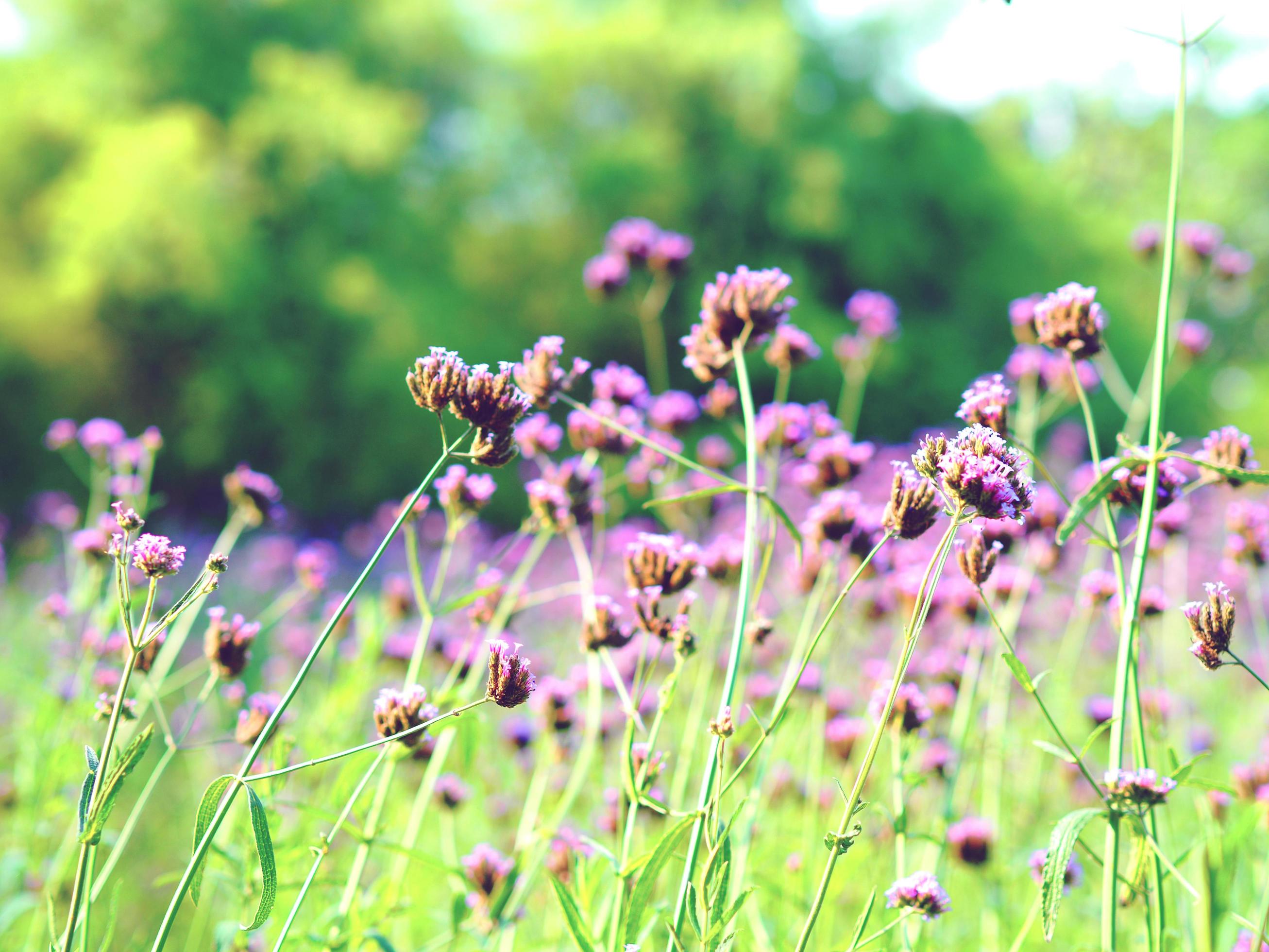 Closeup purple flowers garden and the green grass beautiful floral in the plant of natural vintage tone colorful Stock Free