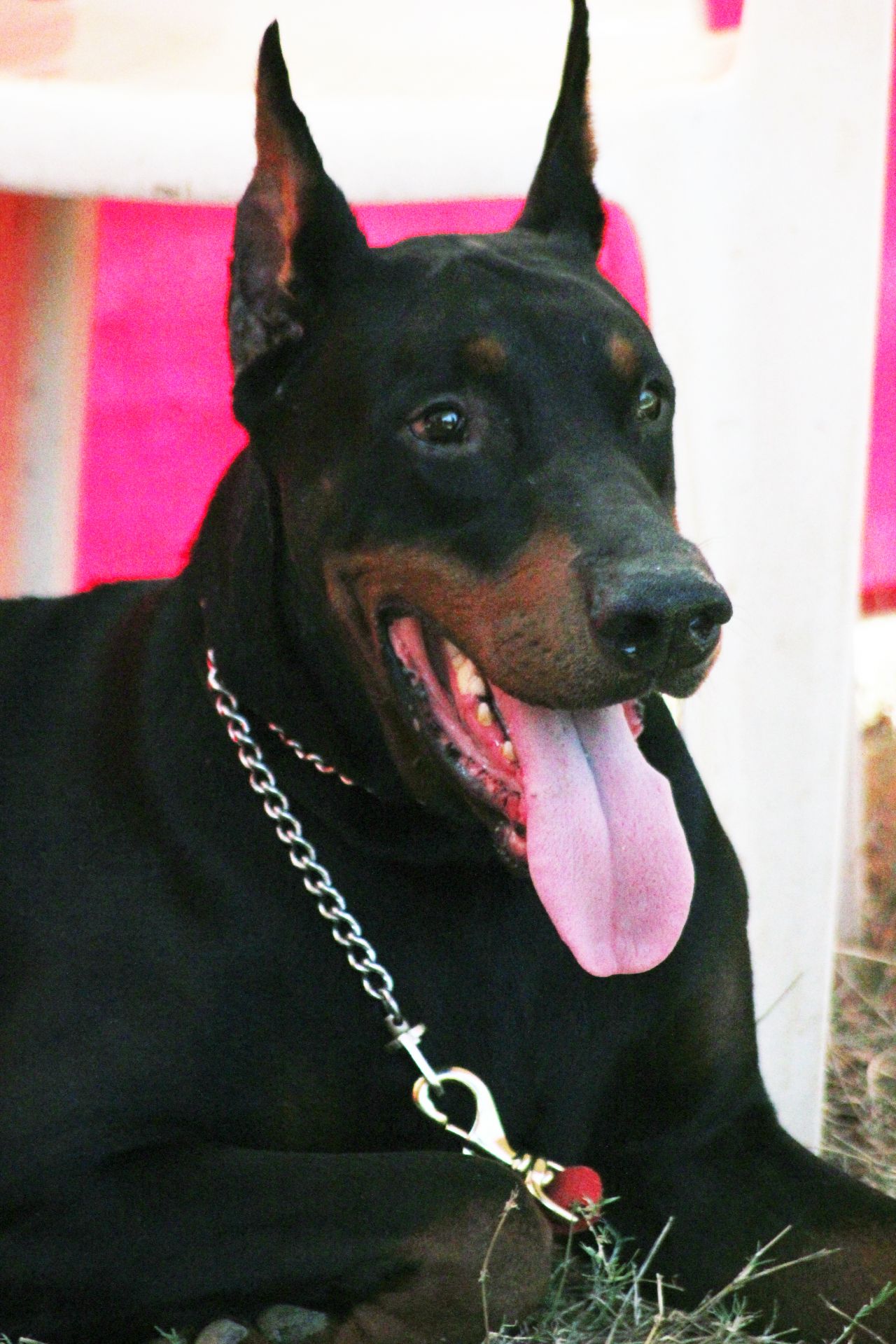 Doberman Pinscher Sitting Stock Free