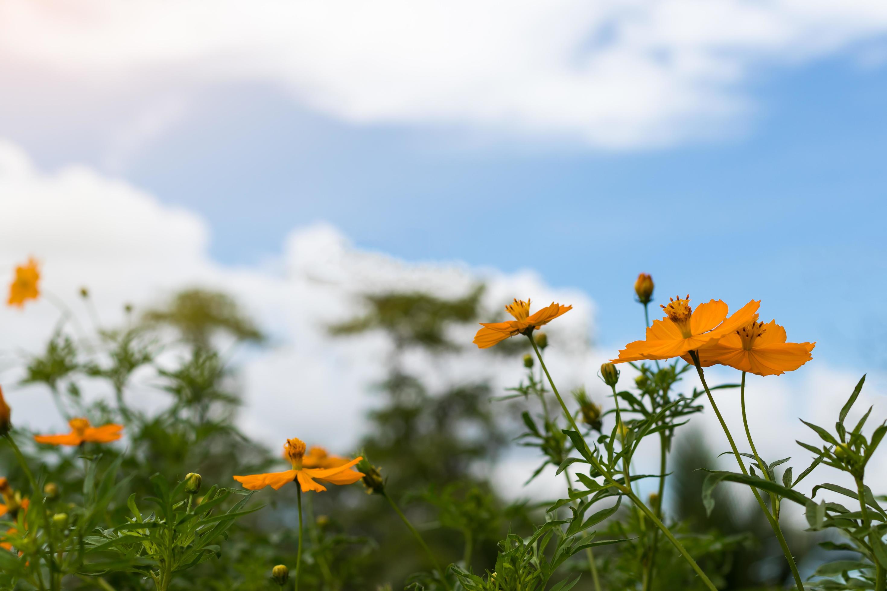 Low angle yellow flowers Cosmos. Stock Free