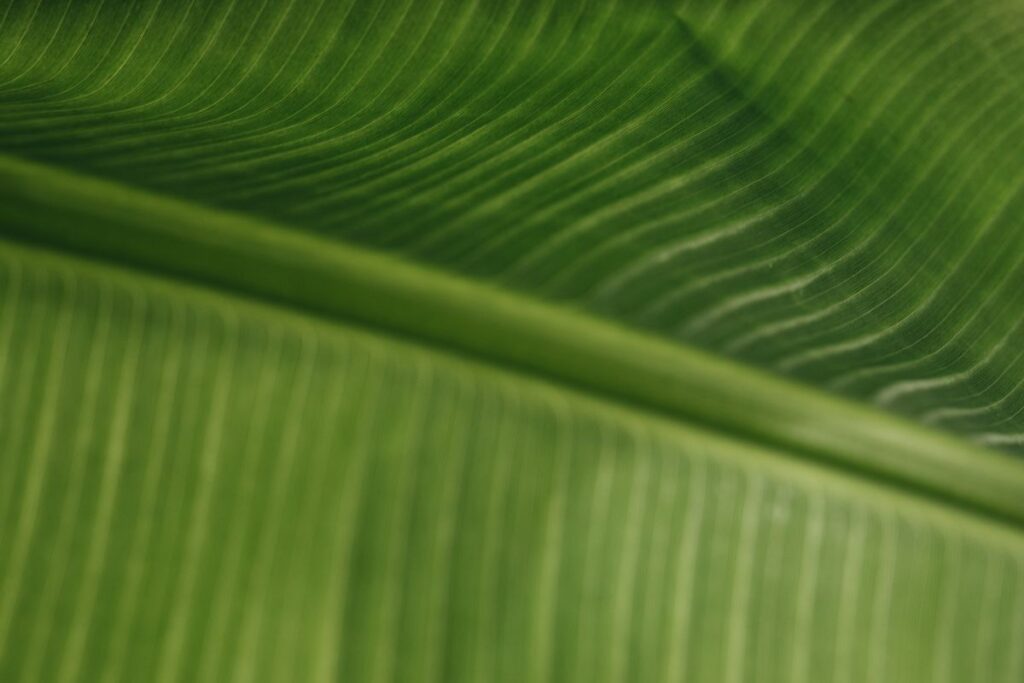 Banana Green Leaf Backgrounds Stock Free