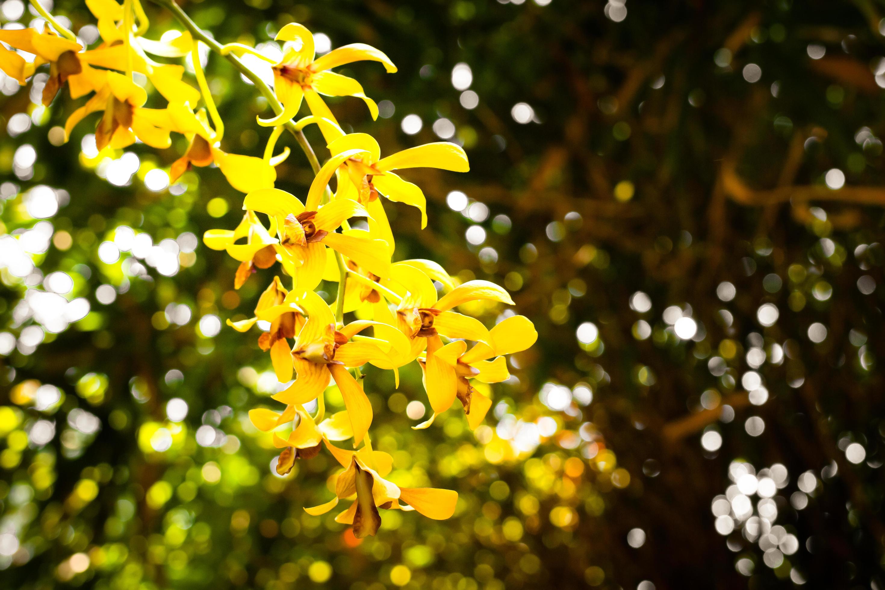 spring yellow orchids flower on a white and green bokeh background.selective focus,copy space. Stock Free