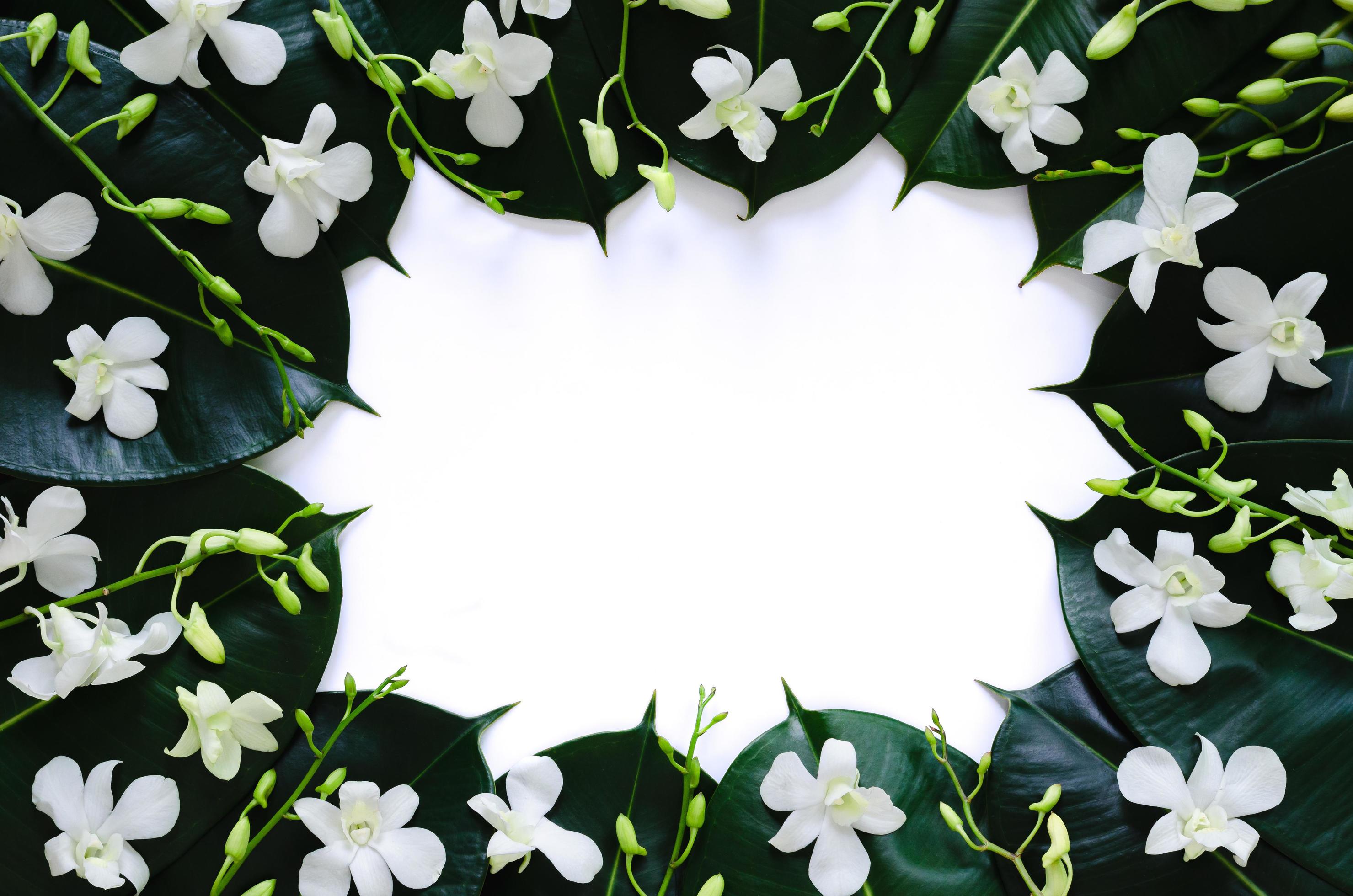 White orchid flowers put on rubber tree leaves for spring blossom photo concept. Stock Free