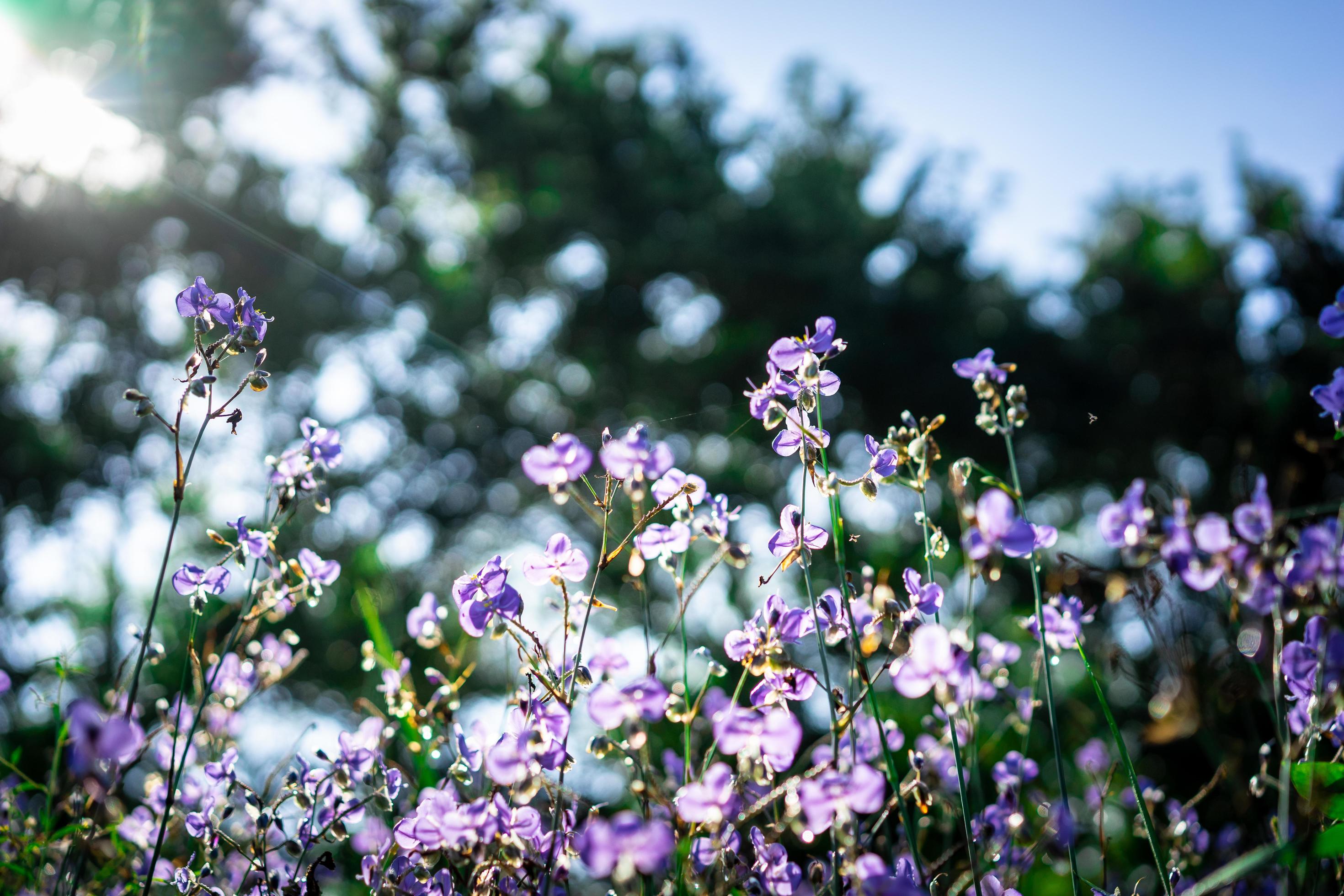 Crested serpent purple flowers Stock Free