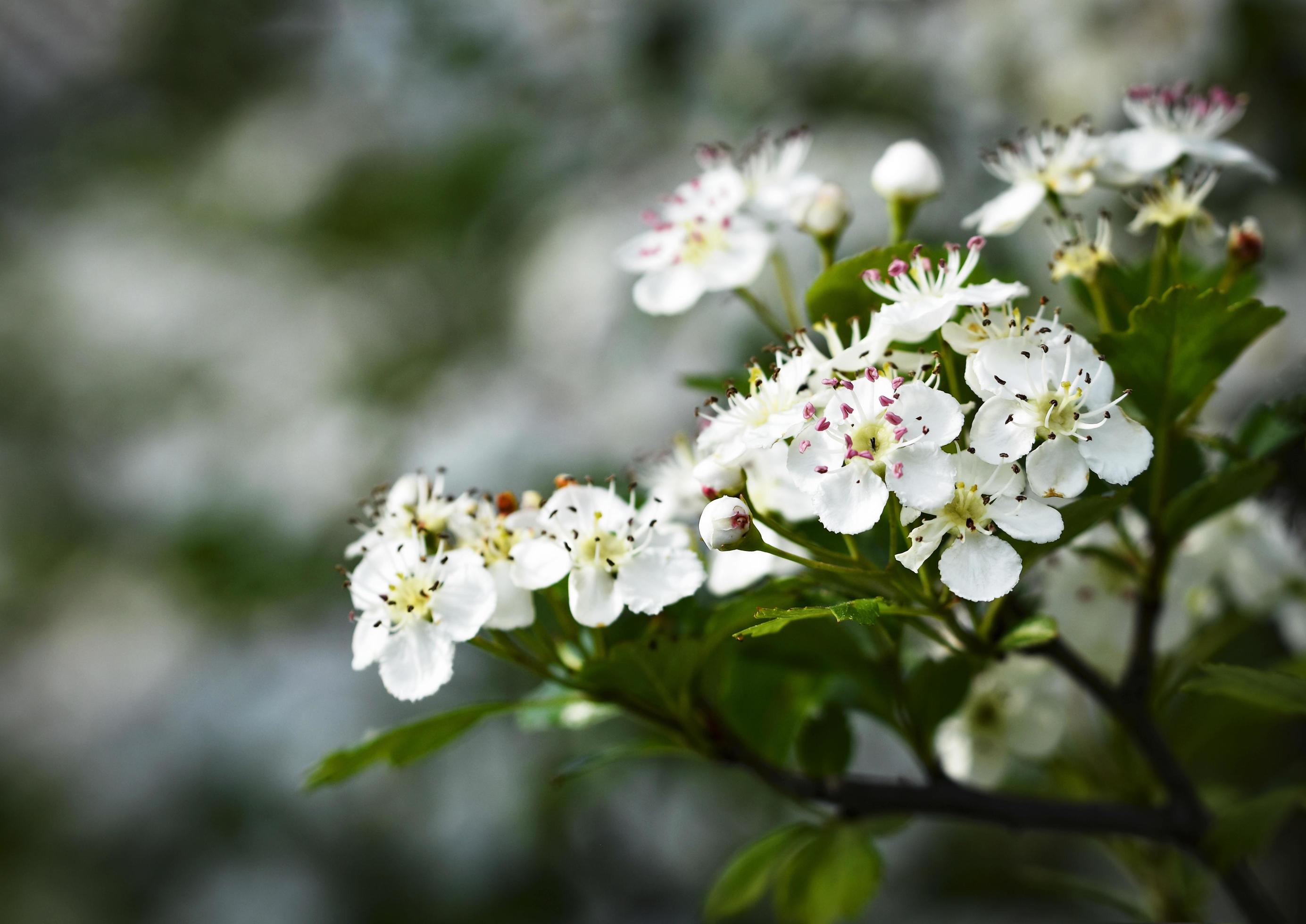 White flowers of hawthorn Stock Free