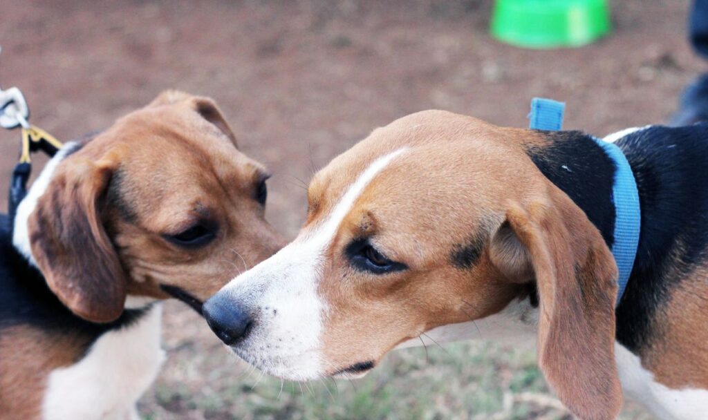 Two Beagles Sitting Stock Free