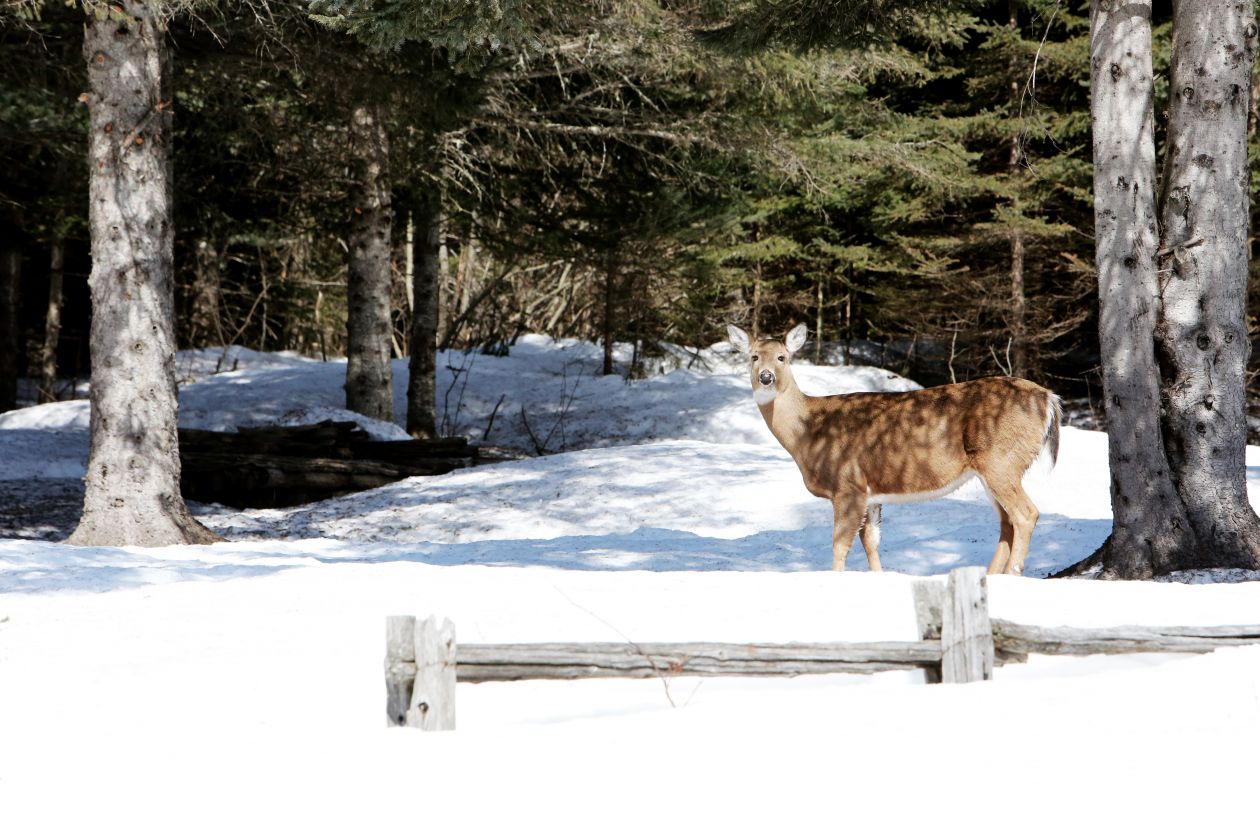 Deer in Winter Forest Stock Free