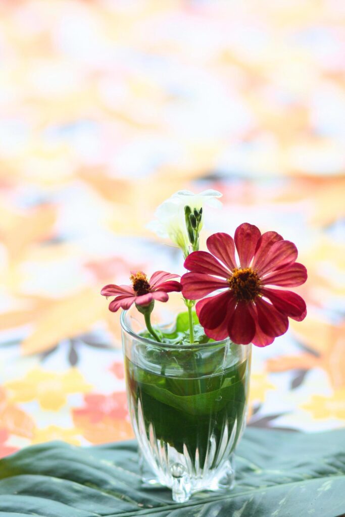 Red Gerbera or Barberton daisy flowers in clear glass decorate on table. Chrysanthemum blooming flower. Stock Free